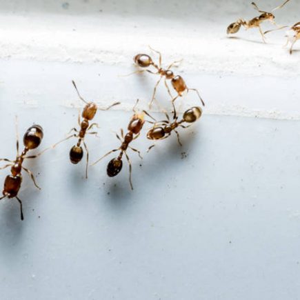 Τι να βάλετε σε πόρτες και παράθυρα του σπιτιού για να απωθήσετε τα μυρμήγκια